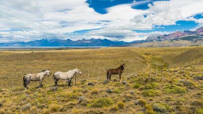 Caballos en la pampa, en la Patagonia argentina.