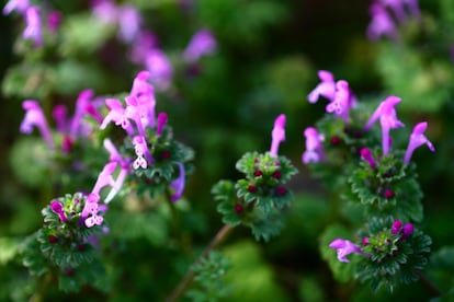 Los conejitos tienen unas flores que parecen pintadas al modo de las orquídeas. 