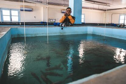 “La tilapia del Nilo y la roja son peces comerciales que se pueden reproducir y hacer crecer rápido. Desde que nace hasta siete meses, con buenas condiciones, alcanza los 250 gramos, el peso comercial. Son de agua dulce y fáciles de llevar”, detalla el veterinario. “Para los países del tercer mundo, es una buena manera de producir en poco tiempo”.