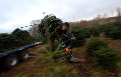 French asegura que la cosecha de Nordmann Firs de este año, que abastece el 95 por ciento de la base de mercado de Wick Farm, está compuesta por árboles de siete años.