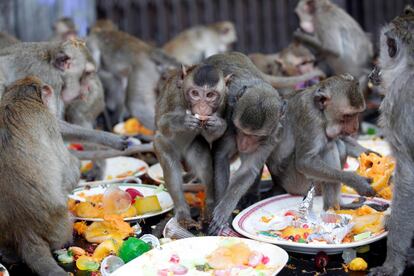 Un grupo de monos disfruta de un banquete preparado para ellos en el templo Phra Prang Sam Yod en Lopburi (Tailandia). El banquete se celebra cada año el último domingo de noviembre, para agradecer y honrar a los macacos que tantos turistas atraen a la zona.