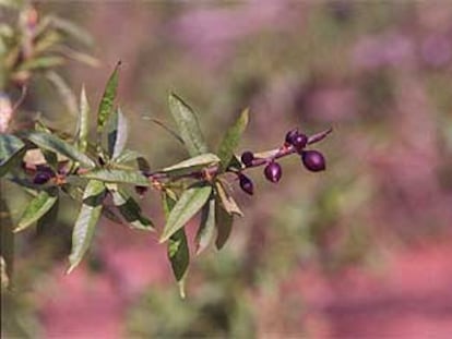 Los frutos de un melocotonero, dañados por la helada en la comarca de La Ribera.
