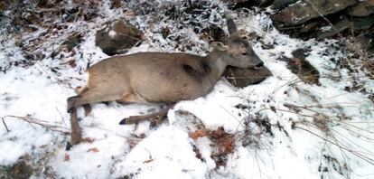 A young deer dead from hunger in the Pyrenees. 