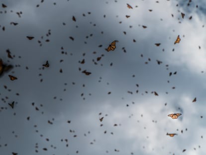 Miles de mariposas monarca vuelan sobre los bosques de la reserva en el Estado de Michoacán.