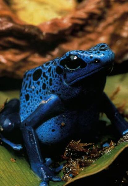 La UMNC ha informado de que el número total de especies declaradas oficialmente extintas es de 784 y de que hay otras 65 que pueden encontrarse solamente en cautiverio o en cultivo. En la imagen, una rana azul venenosa.