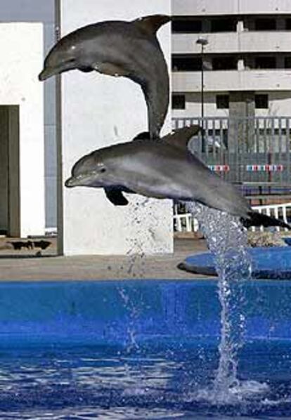 "Ensayo general" del espectáculo de delfines.