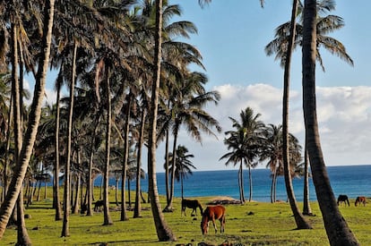 Varios investigadores sostienen que un 'boom' demográfico llevó a los rapanuis a talar los árboles de la isla hace unos siglos. Ahora, Rapa Nui vive de los 80.000 turistas que visitan este rincón del planeta de origen volcánico.