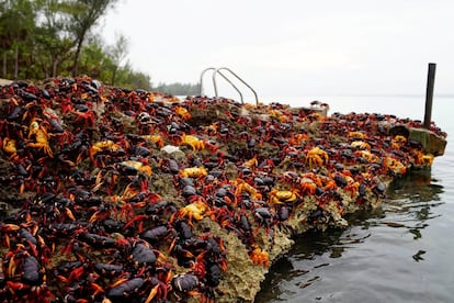 Miles de cangrejos a punto de sumergirse en el mar Caribe.