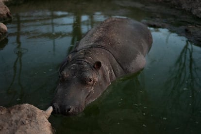 Freddy el hipopótamo en la charca de su hábitat en el santuario Ostok.