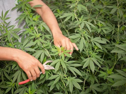 Jefferson Chiquito, técnico de cultivo de cannabis medicinal de APROCOR realiza sus tareas diarias del limpieza de plantas el 4 de Junio de 2022.