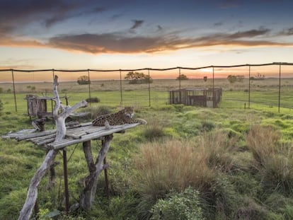 El yaguareté Chiqui, en el corral de la fundación Rewilding Argentina en los Esteros del Iberá, Corrientes.