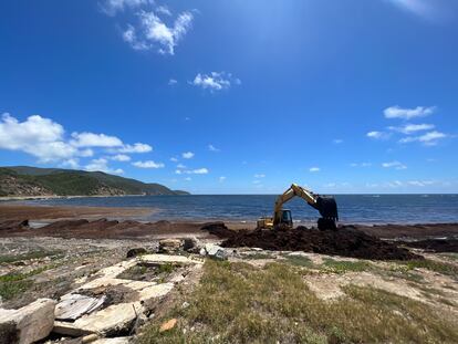 Un trabajador limpia sargazo de la orilla en Handsome Bay, Virgen Gorda, en las Islas Vírgenes Británicas, en septiembre de 2023.