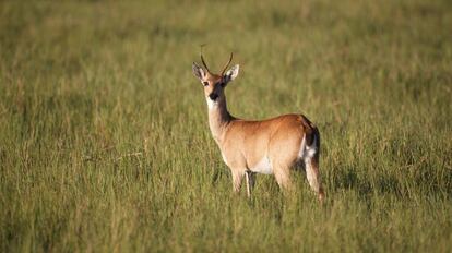 O veado dos pampas ocupa hoje 1% de seu território original