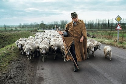 Um fazendeiro, elegante como um dandi, caminha com seu rebanho de ovelhas e seu cão pastor em Magdeburgo, Alemanha, em 1989.<p> QUANDO ERA um aspirante a fotógrafo, fui atraído por um punhado de fotógrafos icônicos, mas foi o trabalho de Elliott Erwitt que me cativou com todas as imagens. O primeiro livro de fotografia que eu tinha em minha coleção era um dele, 'Son of Bitch' (filho da cadela), um grupo de retratos de cães. Minha irmã me deu. No começo, fiquei muito surpreso que um fotógrafo da sua altura tivesse trabalhado tanto no assunto de cães, mas, quando comecei minha carreira na Índia e no Afeganistão, encontrei tantos animais que comecei a retratá-los, bem como a pessoas ao seu redor. Quatro décadas depois, tirei milhares de fotografias de animais, e as que aparecem neste livro são algumas das mais memoráveis. Quem sabe se o trabalho de Elliott ofuscou o interesse que tive ao longo da minha carreira em prestar homenagem às criaturas que nos acompanham neste mundo. <p> <b>Este texto (original em inglês) e as imagens fazem parte de 'Animals', de Steve McCurry, publicado pela Taschen.</b>