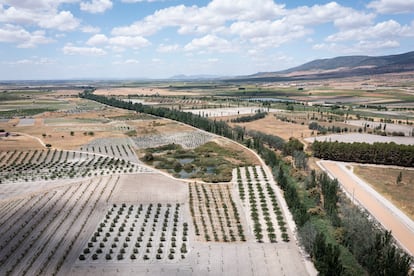 Cultivos en la zona de las Tablas de Daimiel (Ciudad Real), una zona natural muy afectada por la sequía.