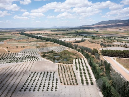 Cultivos en la zona de las Tablas de Daimiel (Ciudad Real), una zona natural muy afectada por la sequía.