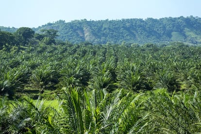 El monocultivo de palma aceitera se ha apoderado del territorio al mismo tiempo que los grandes empresarios compraban parcelas a precio de saldo a los campesinos.