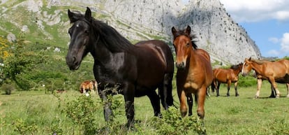 Caballos salvajes frente al macizo de Mampodre, en los Picos de Europa.