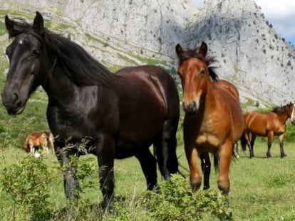 Caballos salvajes frente al macizo de Mampodre, en los Picos de Europa.