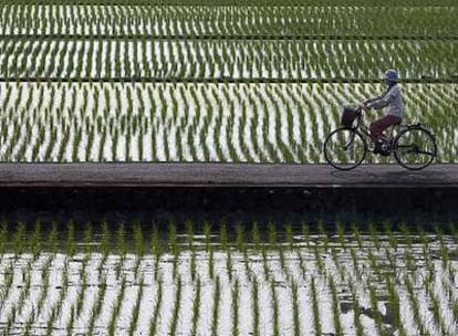 El arroz ha sido el último de los productos de consumo que se han encarecido notablemente.