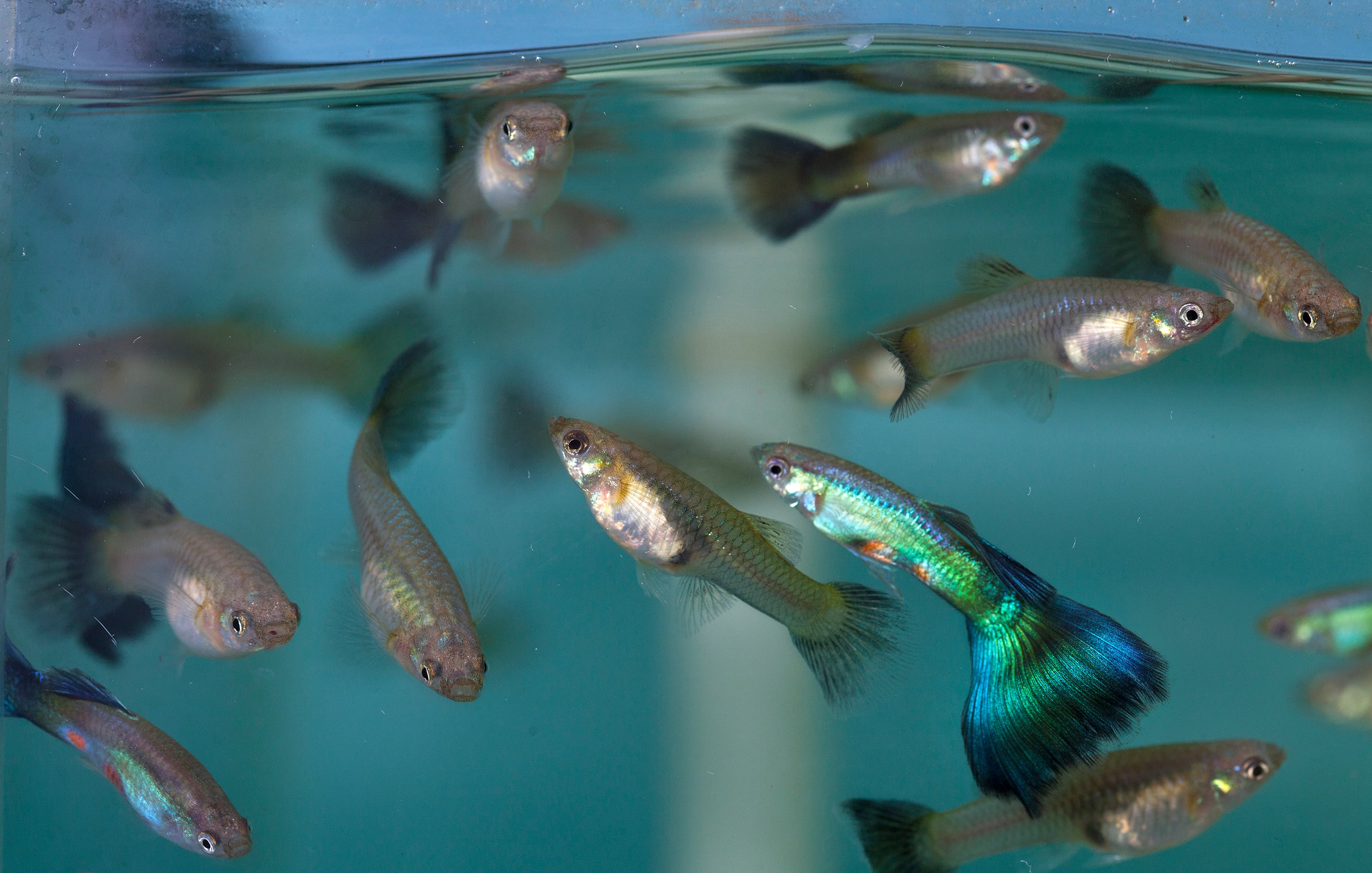 Guppies macho en un acuario en Virginia (EE UU), en febrero de 2012.
