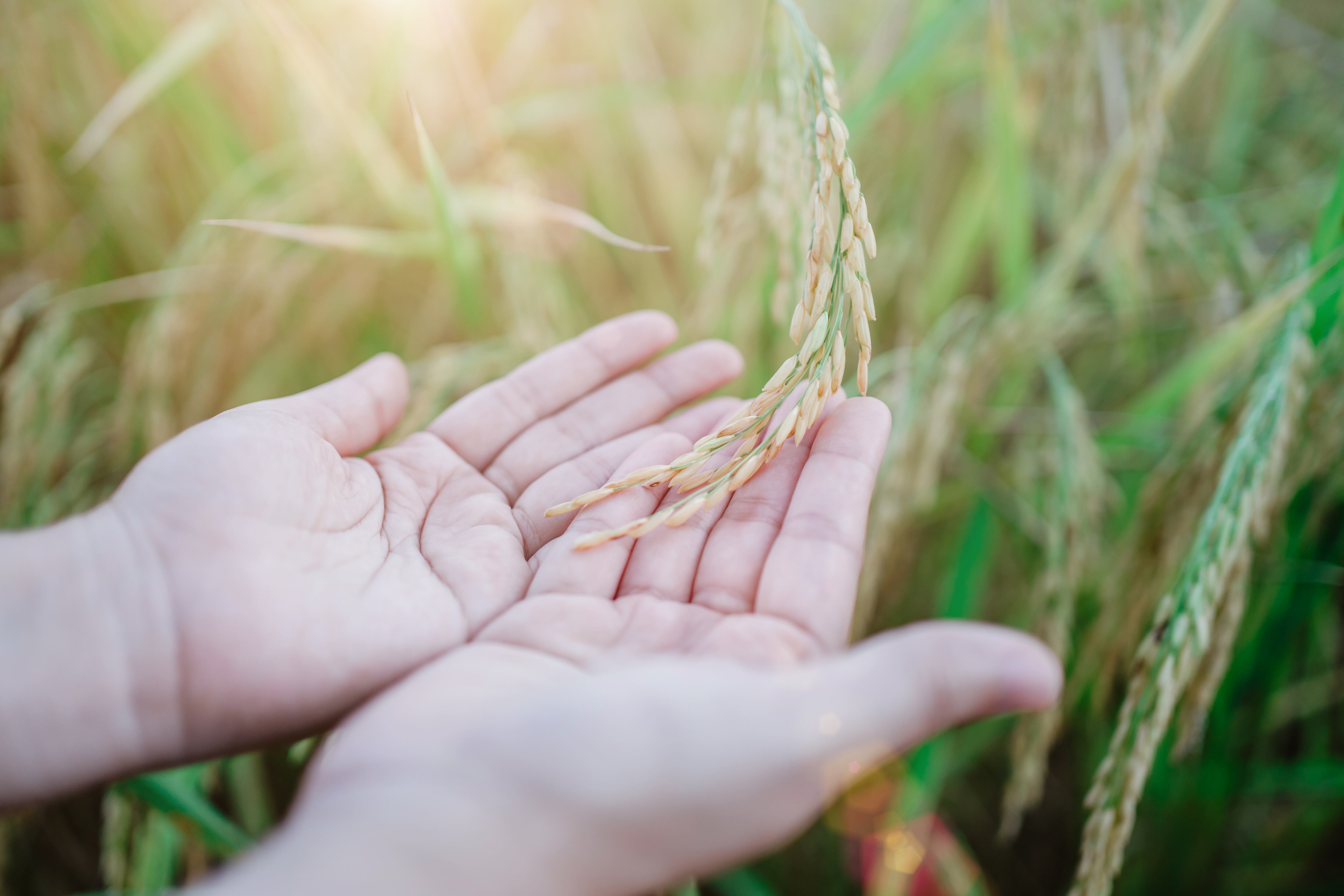 El uso excesivo de la tierra disminuye su productividad y pone en riesgo el trabajo de los agricultores.