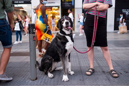 Sua, esperando en un paso de cebra en la Gran Vía de Madrid.
