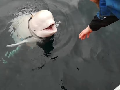 La ballena beluga militar que ha aparecido en un fiordo noruego.