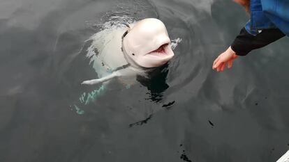 La ballena beluga militar que ha aparecido en un fiordo noruego.