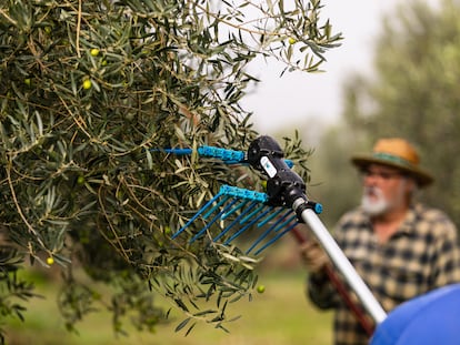 El sector del aceite de oliva aprovecha el tirón del Mundial para promocionarse en Estados Unidos