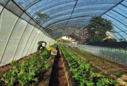En Cuba, un 70,5 por ciento del área agrícola total está en manos del sector cooperativo y campesino, ya sea como dueño o usufructuario. EFE/Archivo