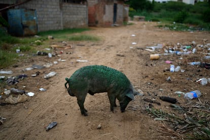 Un cerdo, cubierto con una gruesa película verdosa que crece en el lago de Maracaibo, olfatea el suelo mientras busca alimento.