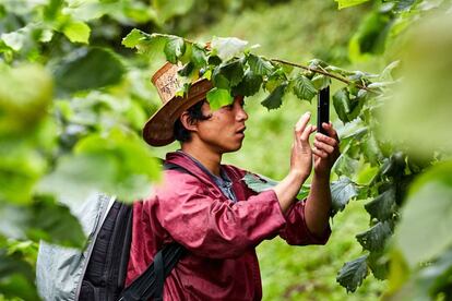 Agricultor introduciendo datos en la aplicación de Mountain Hazelnuts