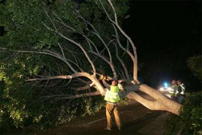 Varios guardias civiles intentan apartar un árbol caído en una carretera de Tenerife a causa de la tormenta tropical.