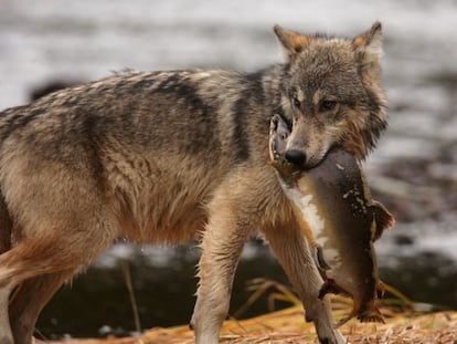 Los lobos, como este de la Columbia brit&aacute;nica, son el depredador m&aacute;s cazado por los humanos.