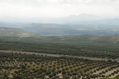 Desde el paseo de las murallas de Baeza se obtiene una buena panorámica de la inmensidad del mar de olivos jiennense. Un escenario que evidencia por qué el aceite de oliva virgen extra es el protagonista indiscutible de la gastronomía local, atrayendo a numerosos visitantes. El oleoturismo en Jaén cuenta cada vez con más adeptos que acuden a la región para sumergirse en la cultura del olivar gracias a tiendas especializadas, museos, restaurantes y almazaras que dan a conocer el proceso de elaboración del que ya es todo un símbolo gastronómico.