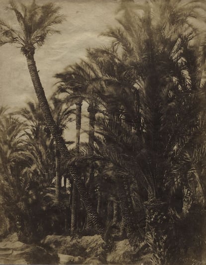 'El Palmeral de Elche', 1851.