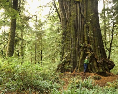 Sin temor a exagerar, se puede decir que la isla de Vancouver lo tiene todo. Es la mayor masa de tierra habitada frente a la costa de Norteamérica y su principal centro urbano, Victoria, cuenta con tiendas bohemias, cafés con suelos de madera y un pasado inglés de bebedores de té. En la bucólica Pacific Rim National Park Reserve encontramos el West Coast trail, donde un océano azotado por el viento se junta con una impresionante naturaleza virgen y los surfistas hacen cola para coger olas. Y además está Cheewhat Giant, el mayor gigante arbóreo del país: 55 metros de altura, 18.3 de perímetro y 449 metros cúbicos de volumen. Pero sobre todo estamos en la tierra ideal para los amantes de los deportes al aire libre: esquí, kayak, senderismo, ciclismo... Todos fácilmente accesibles y a la puerta de casa.