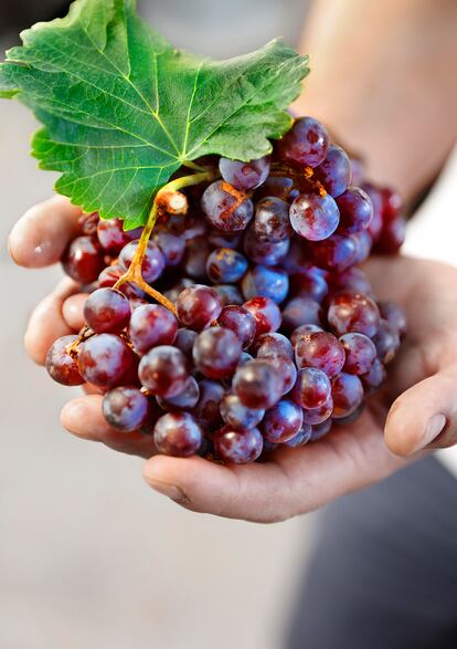 Jesús Toledo sostiene un racimo de uvas de la variedad brujidera, una de las menos cultivadas de las que trabajan. 
