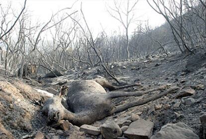 Un ciervo yace calcinado en la zona afectada por el incendio.