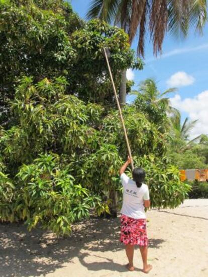 Una mujer recolectando la fruta.