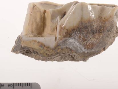 Este molar de un 'Stephanorhinus' conserva su reluciente esmalte despues de 1,7 millones de años.