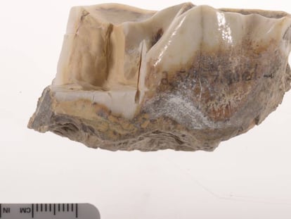 Este molar de un 'Stephanorhinus' conserva su reluciente esmalte despues de 1,7 millones de años.