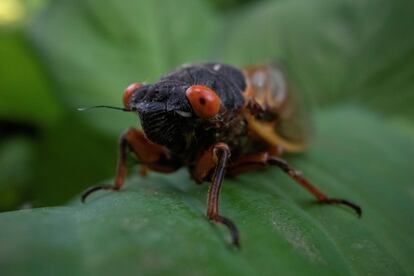 Al mes de estar en la superficie, las cigarras mueren. Si los zumbidos de los machos surten efecto en las hembras, se habrán apareado y habrán dejado enormes cantidades de huevos en las ramas de los árboles. A finales del verano o principios del otoño, una nueva generación se dirigirá al subsuelo para alimentarse de las raíces de los árboles.