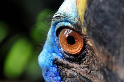 Ojo de casuario, un ave corredora australiana que puede llegar a pesar 80 kilos.