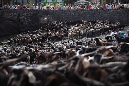 Unas 300 cabezas de ganado esperan ser mojadas en una de las playas del Puerto de la Cruz, Tenerife, 24 de junio de 2013.