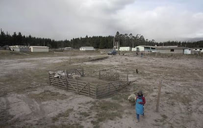 Um agricultor conduz a suas ovelhas em Mulaló, Equador.