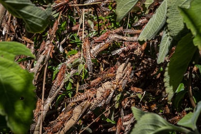 Locust plagues in Kenya