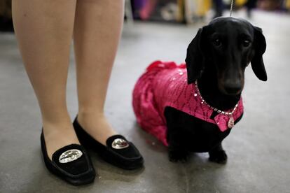 Diamante, un perro salchicha, lleva un abrigo rosa y unas pequeñas joyas, durante la competición canina.