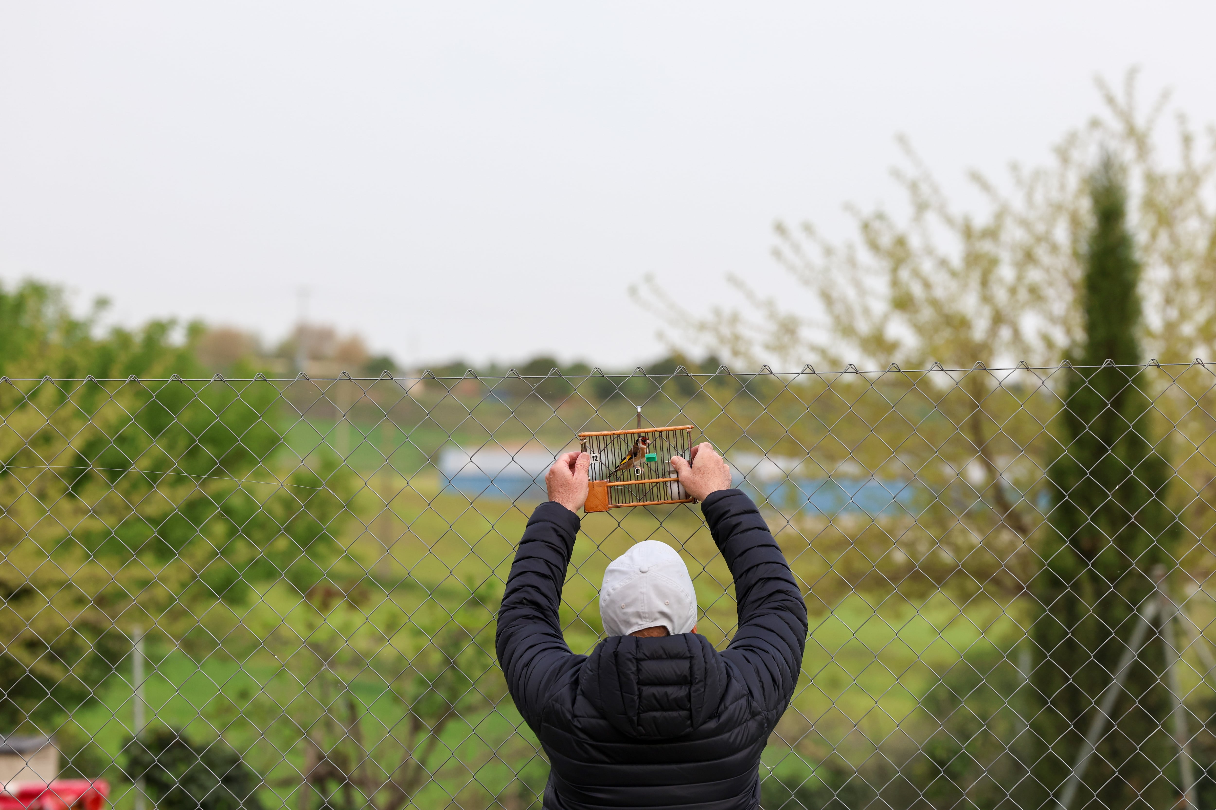 Vega coloca una jaula con un jilguero al comienzo del conteo.